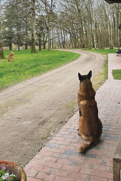 Loubo, su perro, protagonista del único deseo que sus hijos no le cumplieron: Delon quería que lo sacrificaran para que lo acompañara a la tumba.