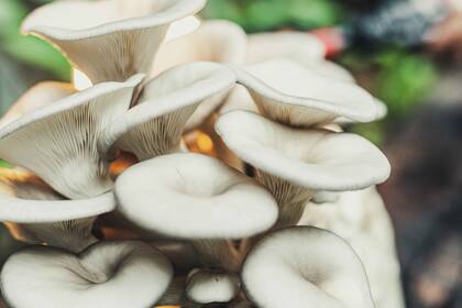 Louie Schwartzberg, el director de Fantastic Fungis, pasó 15 años para conseguir filmar de manera majestuosa el crecimiento y esplendor de los hongos.