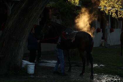 El vapor se eleva de un caballo mientras lo bañan durante el entrenamiento matutino para el Derby de Kentucky