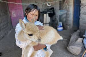 Adoptó a una vicuña como mascota: “No sabemos si la mamá la abandonó o el león se la comió”