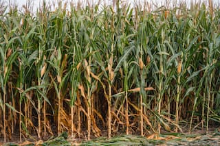 LSEG mantiene previsión para cosecha de maíz en Argentina, advierte sobre riesgos por clima seco