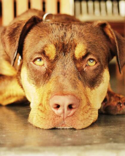 Lua a quien Gisele llamaba “mi hija peluda”