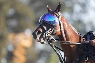 Una yegua con anteojos protectores en el Abierto de Palermo y otra victoria de La Ensenada-Murus Sanctus