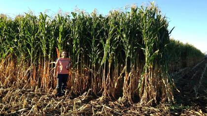 Luciano Vázquez, en un lote de maíz producido en el campo