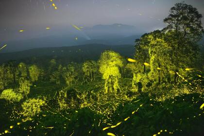 Luciérnagas iluminan un bosque en la India