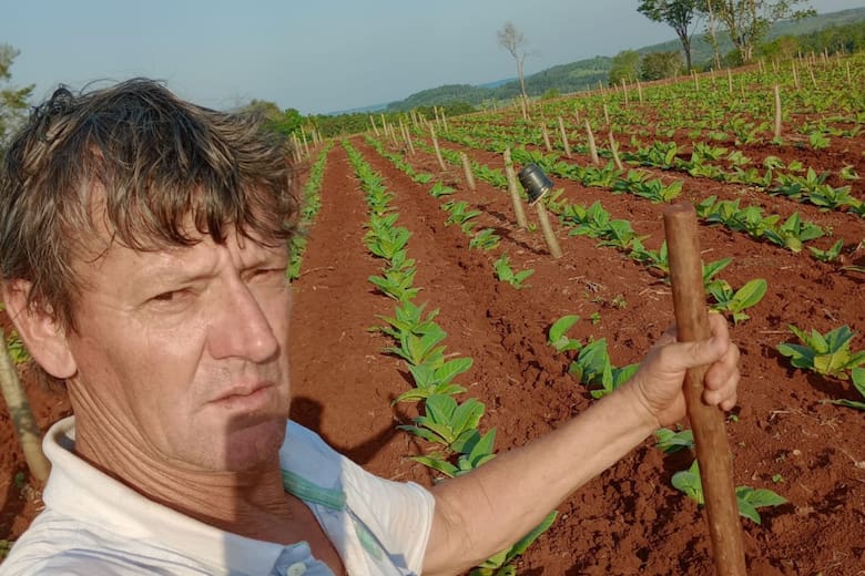 Crisis del mamón: sobreproducción y caída de precios llevan a los productores a destruir sus cultivos