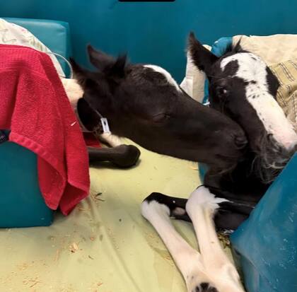 Lucky y Charm son gemelos que nacieron con menos de la mitad del peso normal de un potrillo