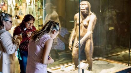 Lucy pertenece a la especie llamada Australopithecus afarensis.