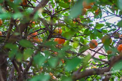 Ludmila selecciona los barrios en función de la temporada ya que no en todos están presentes las mismas especies.