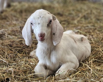 De París al campo argentino: la francesa que eligió hacer quesos 21 Luego de conseguir el tambo, el siguiente desafío fue conseguir animales: “En ese momento, un productor grande había comprado todas las cabras del país. Fuimos a buscar cabras salvajes de la Sierra de la Ventana; no eran muy lecheras, pero con el tiempo mejoramos la genética”