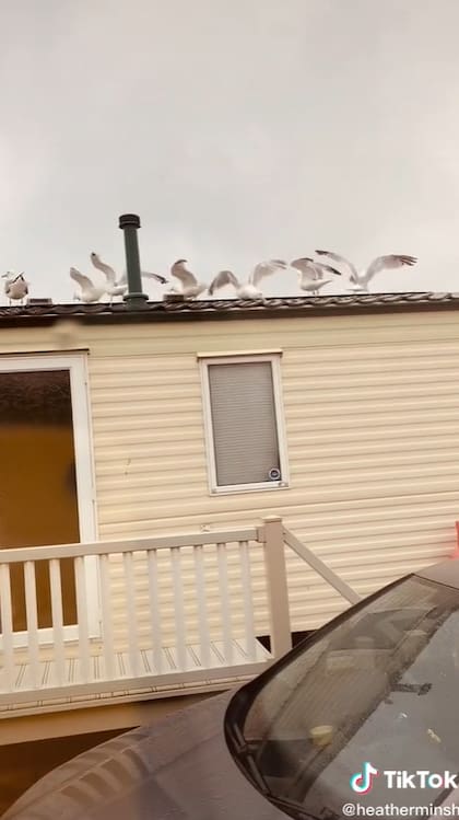 Luego de esparcir las migas de pan, un puñado de gaviotas se posaron sobre el techo de los vecinos