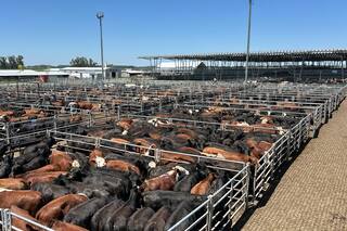 Entrada abundante con altibajos en el Mercado Agroganadero de Cañuelas