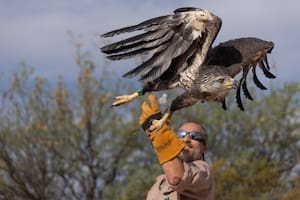 Liberaron a un águila coronada en su hábitat natural, luego de una compleja cirugía de mandíbula