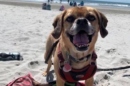 Luego de que su perro falleció, decidió homenajearlo de una manera muy original (Facebook: Slinky Bellmer)