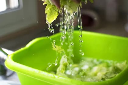 Luego de realizar el proceso de lavado de la lechuga, se debe almacenar en la heladera con algunos cuidados