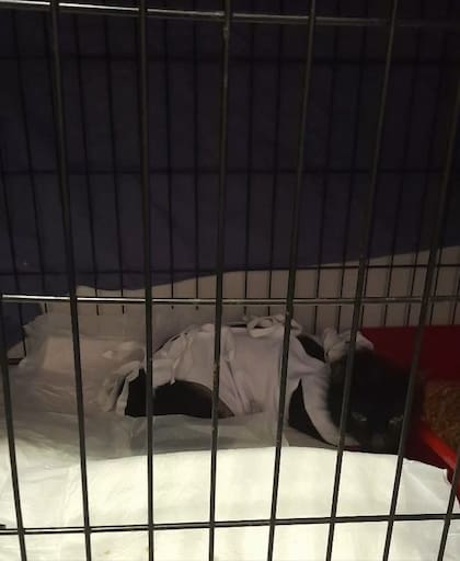 Luego de ser esterilizada, estuvo 4 días en un jaulón prestado.