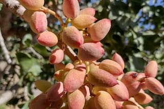 Furor en la Argentina por un cultivo milenario y arman la primera zonificación para producirlo