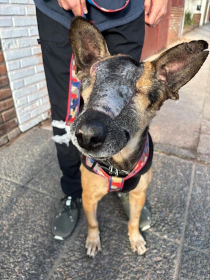 Luego de unos meses críticos, Vicente comenzó a disfrutar de paseos al aire libre.