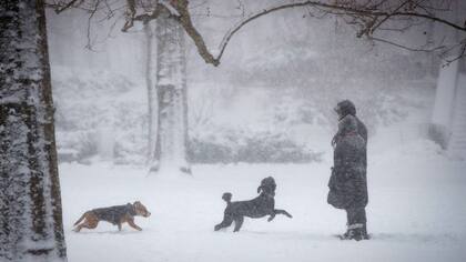 Jugando con perros en Brooklyn