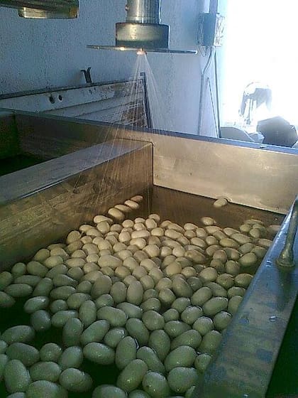 Luego del precocido, los capullos se colocan en una batea con agua caliente y se los mueve suavemente con un cepillo para que suelten las puntas.