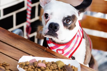 Así son los proyectos para una Ciudad más “pet friendly”