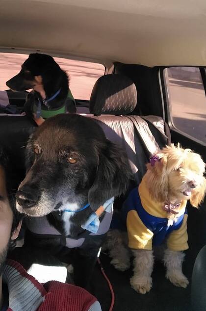 Luke es un perro entrado en años pero nunca perdió su espíritu alegre.