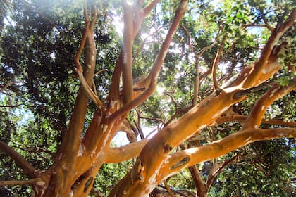Luma apiculata es de crecimiento lento y tiene follaje perenne y denso.