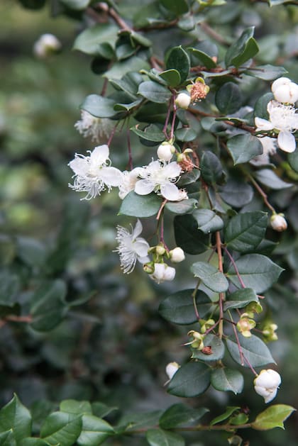 Luma apiculata o arrayán florece en blanco durante el verano
