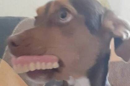 Luna aprovechó un momento de descanso de la anciana para robarle la dentadura.