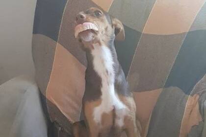 Luna aprovechó un momento de descanso de la anciana para robarle la dentadura.