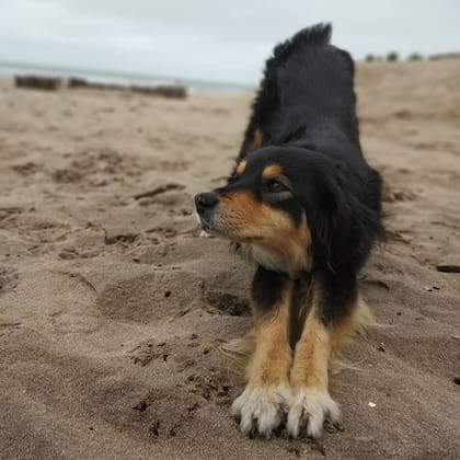 Luna es una perra mestiza que al principio tenía problemas de socialización.