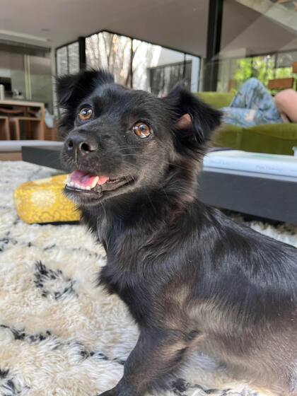 Luna está feliz en su nuevo hogar.