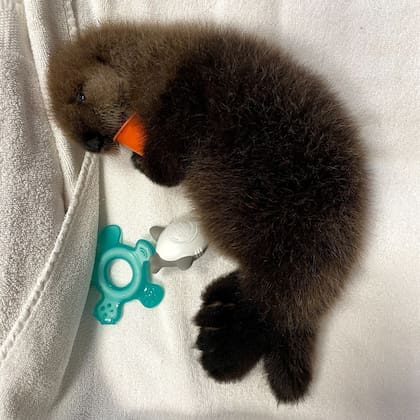 Luna, la otra cría de nutria marina que acompaña a Tofino