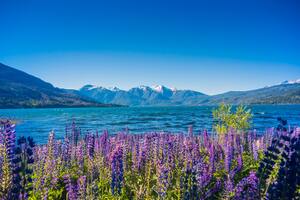 Lupines en el Parque Nacional Los Alerces