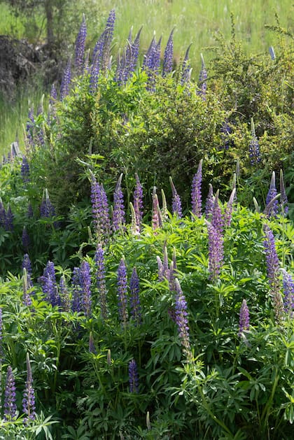 Lupinus polyphyllus, otra especie exótica que habita el ecotono