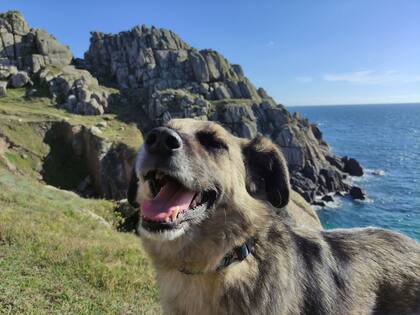 Lycian es un perro feliz.