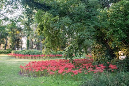 Lycoris radiata, florece de manera arbitraria y crea una escena fuera de serie