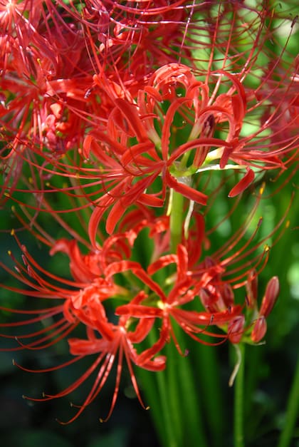 Lycoris radiata, una especie de flores muy atractivas, apta para cultivar en canteros