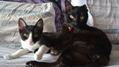 Macareno y Fénix: los hermanos sean unidos