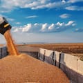 Extienden la baja gradual de las retenciones al maíz, el girasol y el sorgo