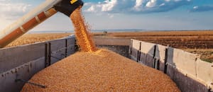 Extienden la baja gradual de las retenciones al maíz, el girasol y el sorgo