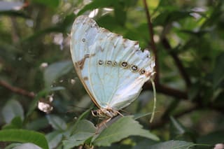 Envianos tu registro de mariposa bandera argentina, ingá o bugre