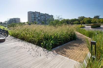 Macizo de Setaria poiretiana y Poa iridifolia (por detrás) enmarcando el acceso al edificio Goletas I. Se trabajaron los solados y la iluminación de manera conjunta.