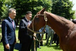 El presidente de China recibió de regalo un caballo de la raza Polo Argentino