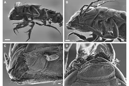 Macrostylis Metallicola es el nombre de este crustáceo de 6,5 mm de largo que vive en las profundidades del océano