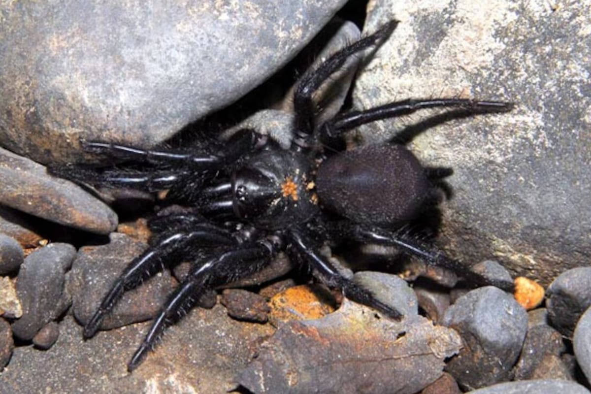 Un hombre encontró la araña más grande de Europa en una caja de aceitunas