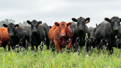 Madero: "Venden vacas, compran campo, liberan alquileres y simplifican su logística"