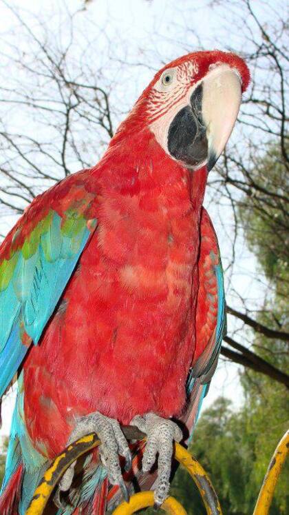 Madonna fue atacada por un zorro y pese a la asistencia de los veterinarios, falleció