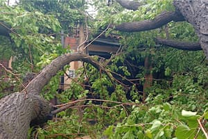 Madrugada de terror en Ituzaingó: un árbol cayó sobre su casa y estuvieron 14 horas para poder salir
