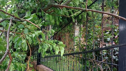 Madrugada de terror en Ituzaingó: un árbol cayó sobre su casa y estuvieron 15 horas para poder salir
